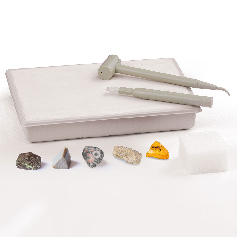 I Dig It! Fossils - Real Fossils Excavation Kit STEM Thames & Kosmos